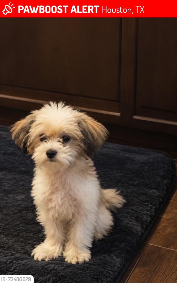 Lost Female Dog last seen Breezeway st ince ln, Houston, TX 77040