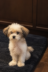 Lost Female Dog last seen Breezeway st ince ln, Houston, TX 77040