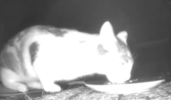 Found/Stray Unknown Cat last seen Hill Rd & Dietz Mill Rd Green Lane Pa, Salford Township, PA 18054