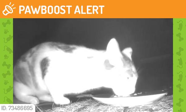 Found/Stray Unknown Cat last seen Hill Rd & Dietz Mill Rd Green Lane Pa, Salford Township, PA 18054