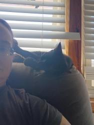 Reunited Female Cat last seen Epco Drive and Justice Center, Dandridge, TN 37725