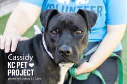 Shelter Stray Female Dog last seen W 12th St & Beardsley Rd, 64105, 64105, MO, 7077 Elmwood Ave, Kansas City, MO 64132, USA