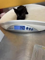 Shelter Stray Female Cat last seen Near Susan DR, 75150, TX, 1650 Gross Rd, Mesquite, TX 75149, USA
