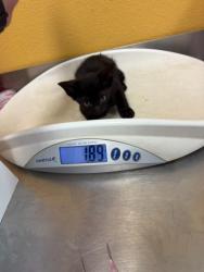 Shelter Stray Male Cat last seen Near Susan DR, 75150, TX, 1650 Gross Rd, Mesquite, TX 75149, USA