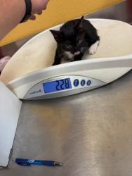 Shelter Stray Female Cat last seen Near Susan DR, 75150, TX, 1650 Gross Rd, Mesquite, TX 75149, USA