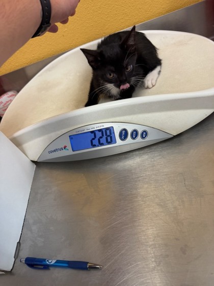Shelter Stray Female Cat last seen Near Susan DR, 75150, TX, 1650 Gross Rd, Mesquite, TX 75149, USA