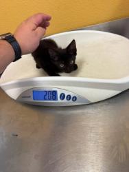 Shelter Stray Male Cat last seen Near Susan DR, 75150, TX, 1650 Gross Rd, Mesquite, TX 75149, USA