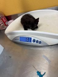 Shelter Stray Female Cat last seen Near Susan DR, 75150, TX, 1650 Gross Rd, Mesquite, TX 75149, USA