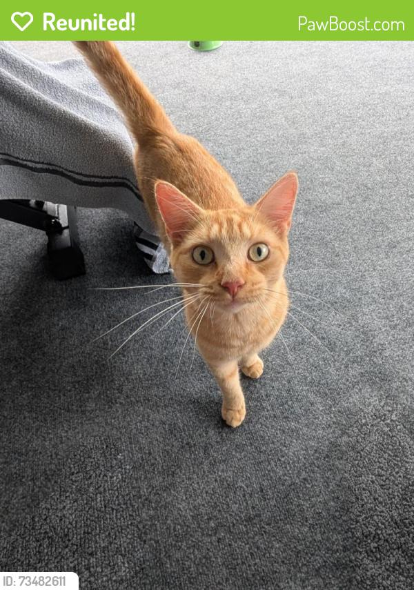 Reunited Male Cat last seen Trollman St, Spring Hill, FL 34609, USA, Spring Hill, FL 34609