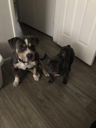 Lost Male Dog last seen Porterfield ct Stockton ca, Stockton, CA 95207
