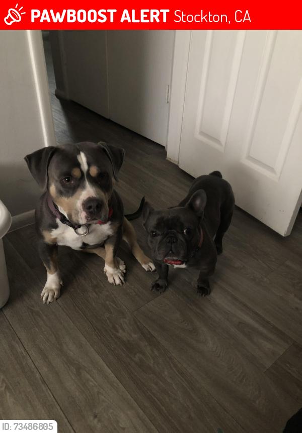 Lost Male Dog last seen Porterfield ct Stockton ca, Stockton, CA 95207