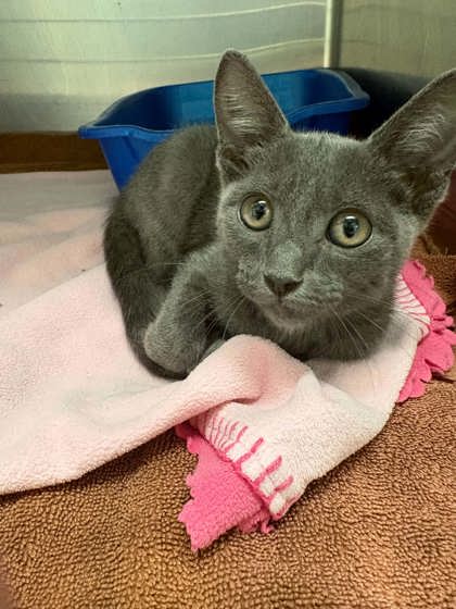 Shelter Stray Female Cat last seen Near BLK Bales, District 3 - East Cleburne, TX, 2375 Service Dr, Cleburne, TX 76033, USA
