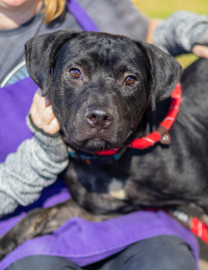 Shelter Stray Male Dog last seen River Rd/Krista Ln, 30034, GA, 3280 Chamblee Dunwoody Rd, Chamblee, GA 30341, USA