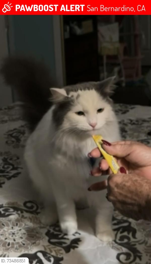 Lost Female Cat last seen Cooley ave, San Bernardino, CA 92401