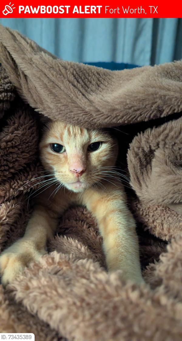 Lost Male Cat last seen Rockhaven and Cromwell Marine Creek, by Parkview Elementary, Fort Worth, TX 76179