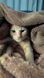 Lost Male Cat last seen Rockhaven and Cromwell Marine Creek, by Parkview Elementary, Fort Worth, TX 76179