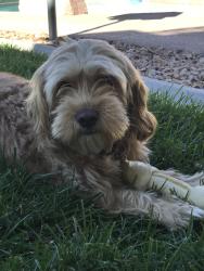 Reunited Male Dog last seen Charleston and Sloan, Las Vegas, NV 89110