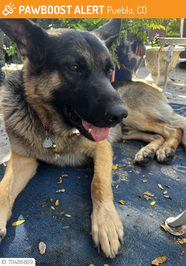 Found/Stray Male Dog last seen State fair area/ westpark area, Pueblo, CO 81004
