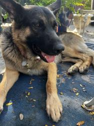 Found/Stray Male Dog last seen State fair area/ westpark area, Pueblo, CO 81004