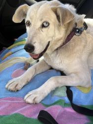 Found/Stray Female Dog last seen Between Covello and Kelsloan on Whitaker Ave., Los Angeles, CA 91406