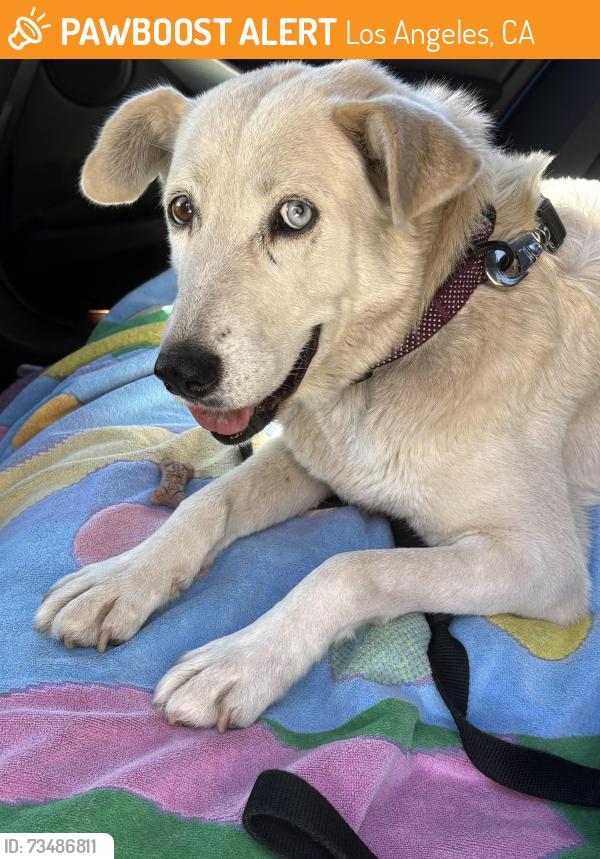 Found/Stray Female Dog last seen Between Covello and Kelsloan on Whitaker Ave., Los Angeles, CA 91406