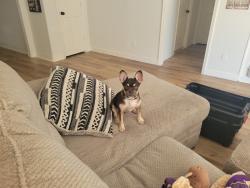 Found/Stray Male Dog last seen river plantation, Conroe, TX 77302