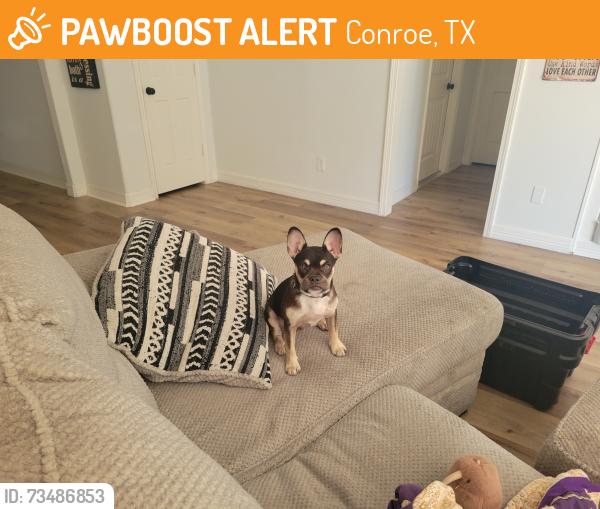 Found/Stray Male Dog last seen river plantation, Conroe, TX 77302
