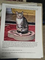 Lost Female Cat last seen Canterbury dr and Huckleberry dr., Concord, CA 94521