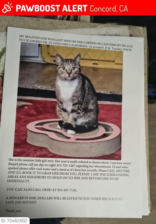 Lost Female Cat last seen Canterbury dr and Huckleberry dr., Concord, CA 94521
