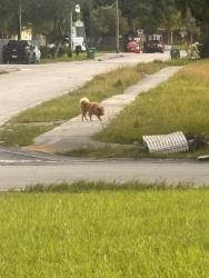 Found/Stray Unknown Dog last seen Near Gwen cherry park, Miami, FL 33147