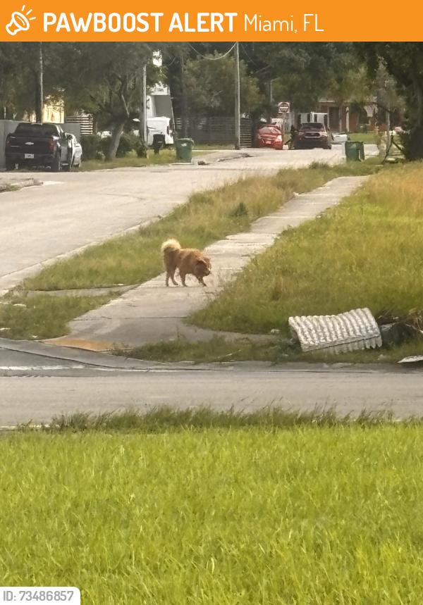 Found/Stray Unknown Dog last seen Near Gwen cherry park, Miami, FL 33147