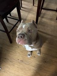 Reunited Male Dog last seen Mi, Lake Jackson, TX 77566