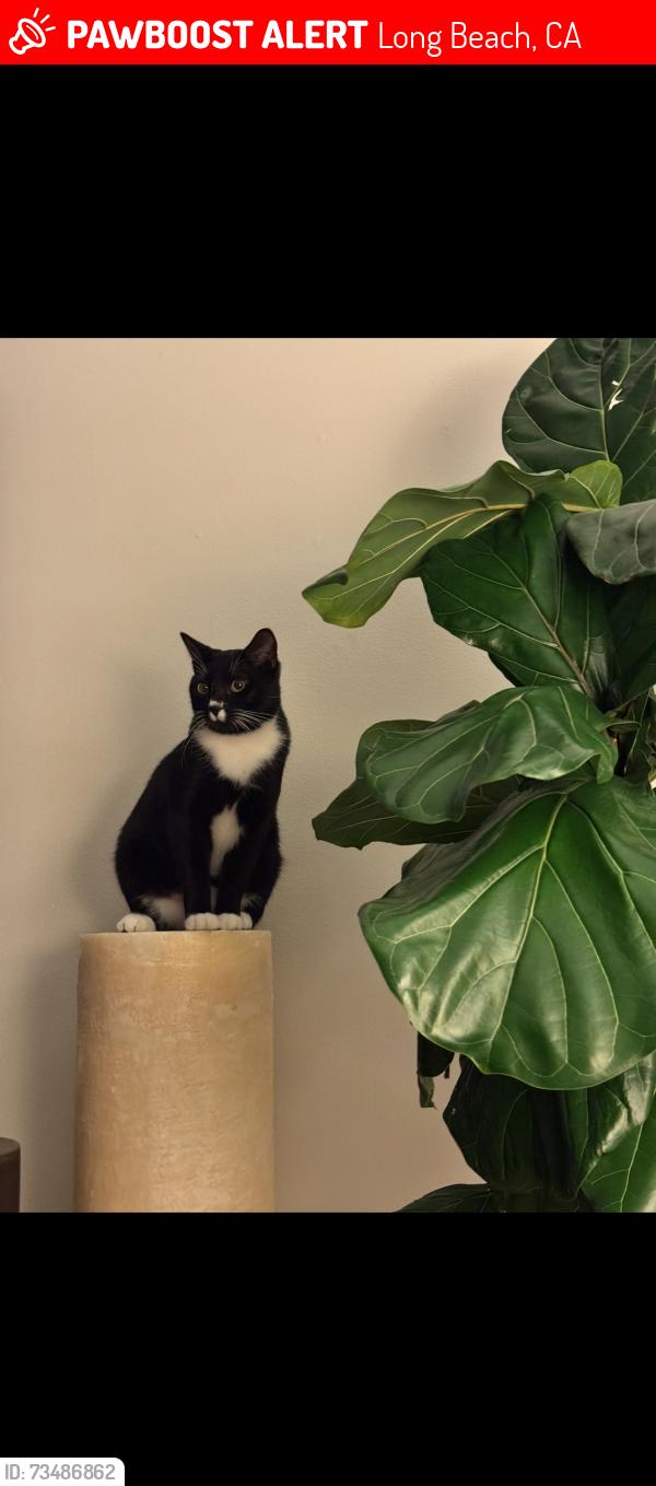Lost Male Cat last seen Peninsula, Long Beach, CA 90803