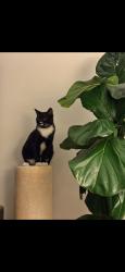 Lost Male Cat last seen Peninsula, Long Beach, CA 90803