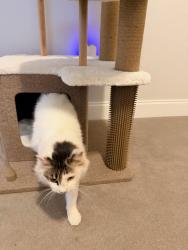 Reunited Female Cat last seen Centennial Dr, Alpharetta, Alpharetta, GA 30022