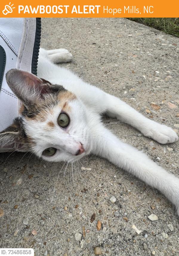 Found/Stray Unknown Cat last seen Birchbrook Dr, Hope Mills, NC 28348