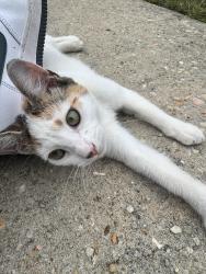 Found/Stray Unknown Cat last seen Birchbrook Dr, Hope Mills, NC 28348