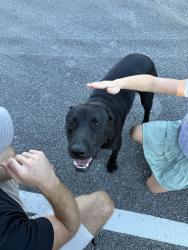 Found/Stray Male Dog last seen Hixson Pike/Crabtree Rd, Middle Valley, TN 37343