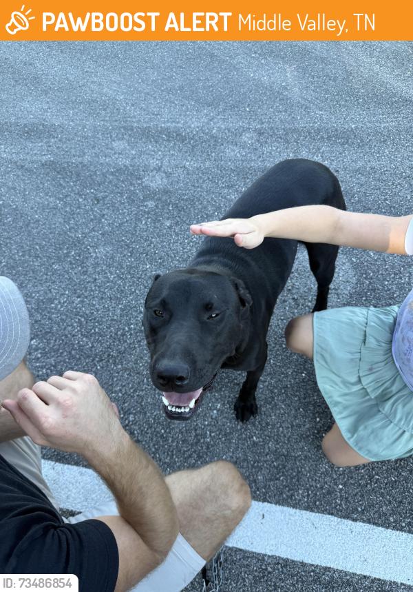 Found/Stray Male Dog last seen Hixson Pike/Crabtree Rd, Middle Valley, TN 37343