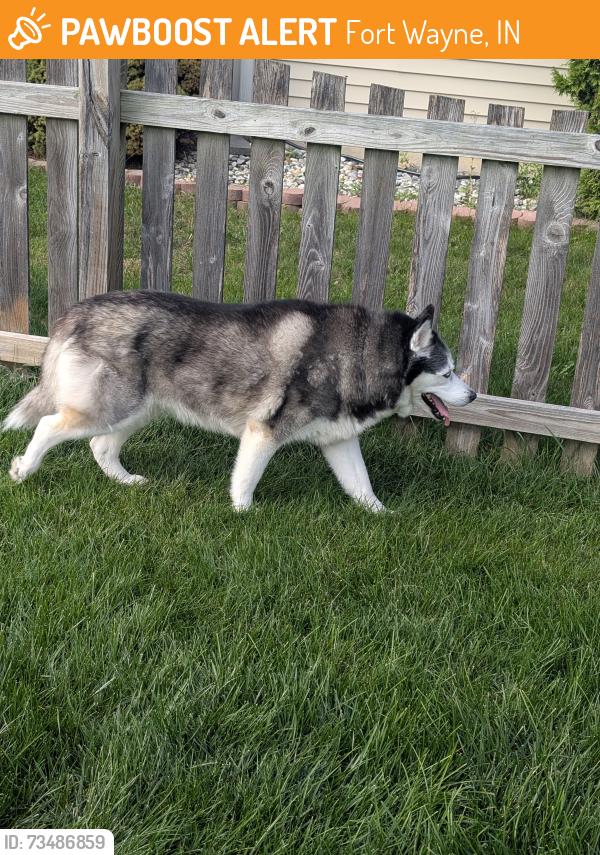 Found/Stray Male Dog last seen Willen Court, Fort Wayne, IN 46818