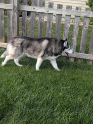 Found/Stray Male Dog last seen Willen Court, Fort Wayne, IN 46818