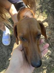 Found/Stray Female Dog last seen Bluejacket drive and 98th street, Overland Park, KS 66214