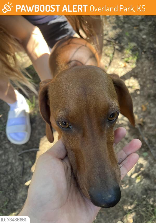 Found/Stray Female Dog last seen Bluejacket drive and 98th street, Overland Park, KS 66214