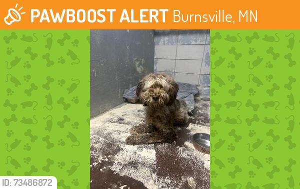Found/Stray Female Dog last seen 22nd Ave S, Burnsville, MN 55337