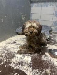 Found/Stray Female Dog last seen 22nd Ave S, Burnsville, MN 55337