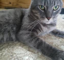 Lost Male Cat last seen Snowhill rd, Northampton, PA 18067