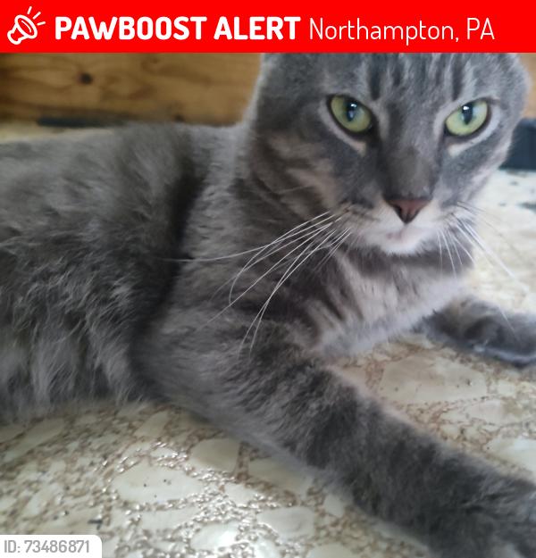 Lost Male Cat last seen Snowhill rd, Northampton, PA 18067