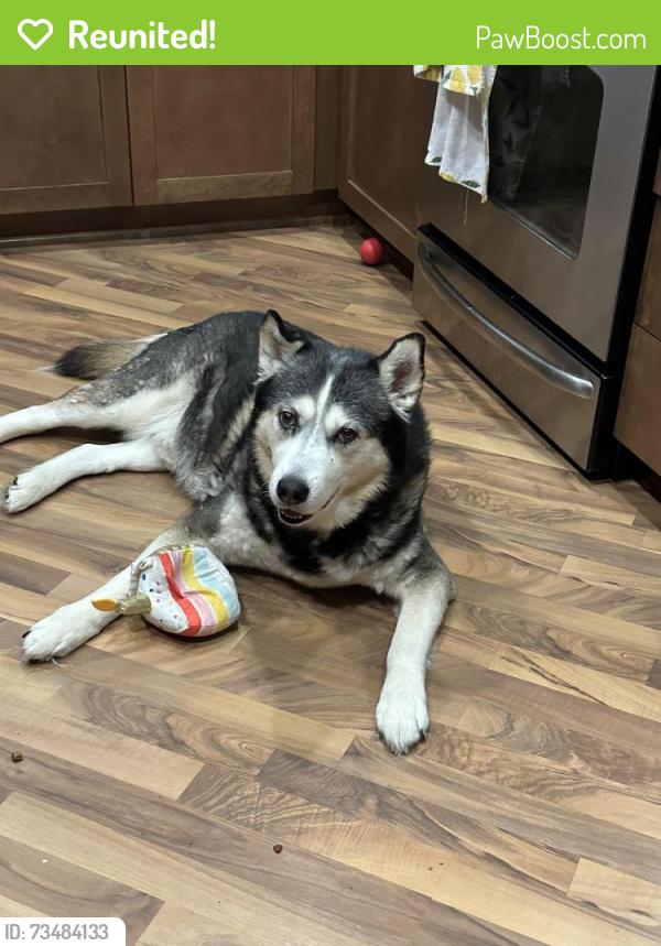 Reunited Male Dog last seen Via Carrillo and Avenida Vejar, Rancho Cucamonga, CA 91730