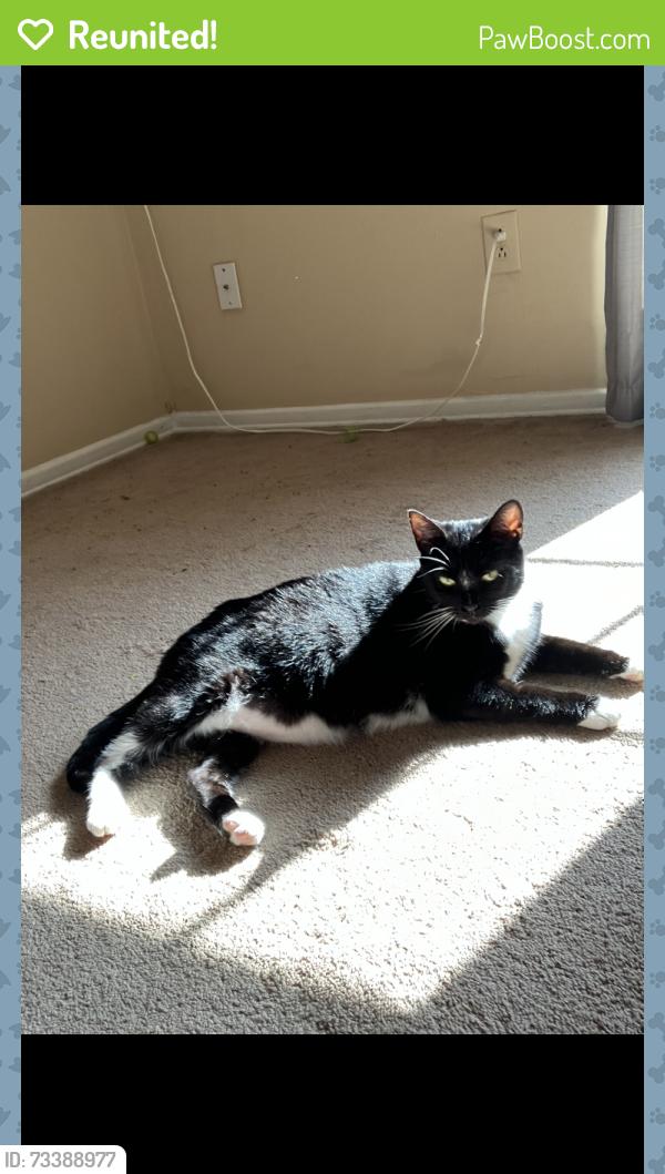 Reunited Female Cat last seen Spartanburg Southside area, Spartanburg, SC 29306