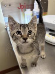 Shelter Stray Male Cat last seen Near block of 16th ave s, GREAT FALLS, MT, 59405, 1010 25th Ave NE, Great Falls, MT 59404, USA